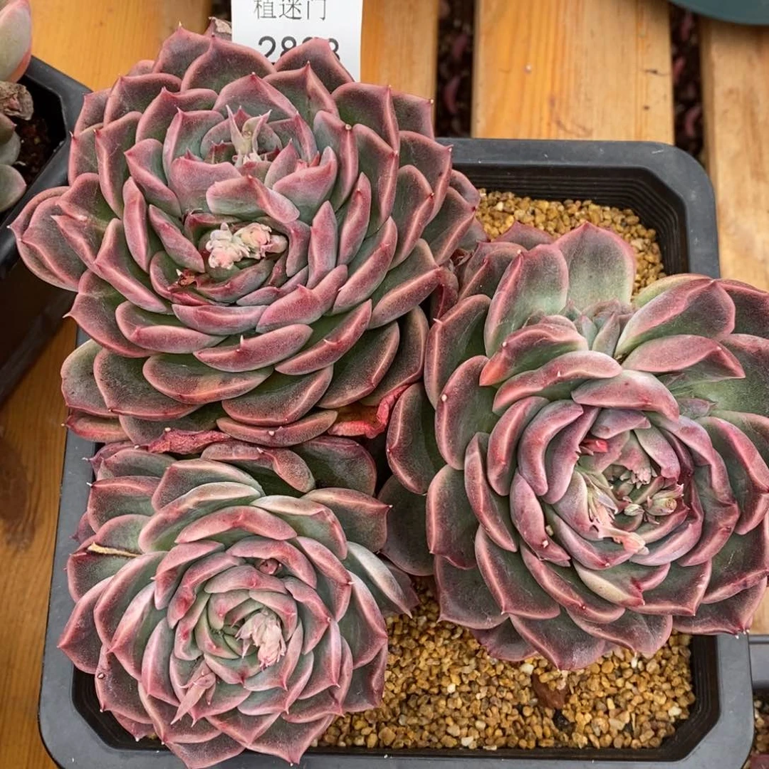 ?****杂交精品多肉2893