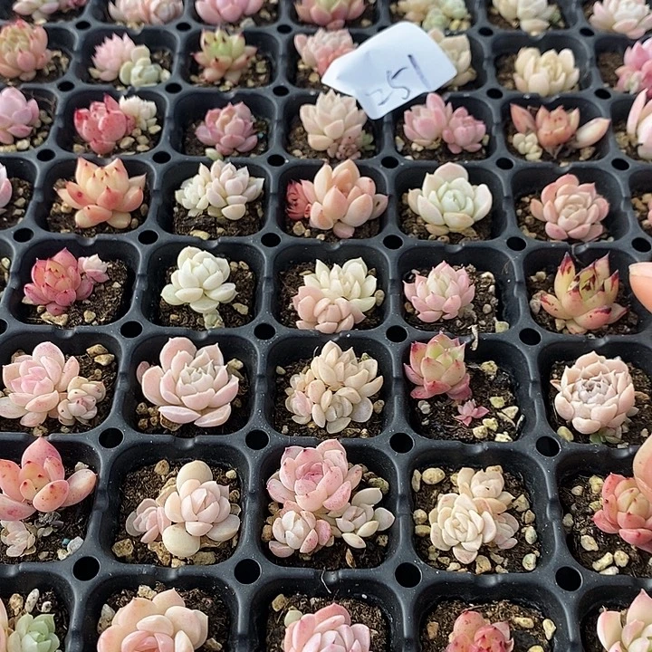 251 多肉植物盆栽花卉