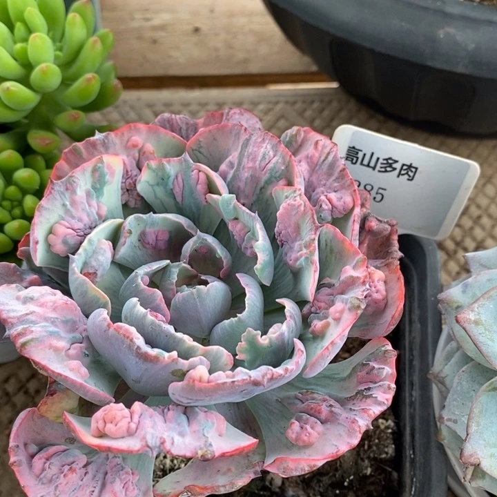 D285- 直播福利 雨滴锦