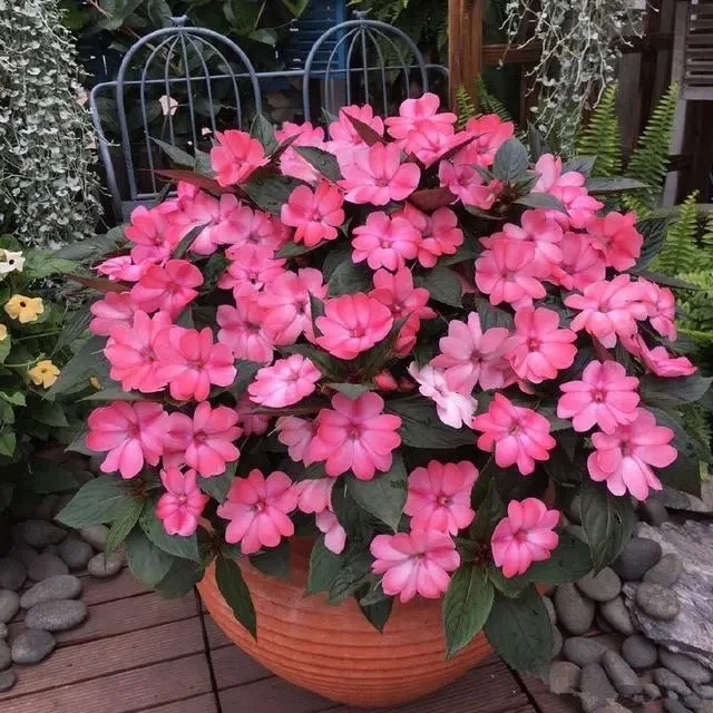 【桑贝斯凤仙花桃色日出】耐热耐晒地栽好养易成活