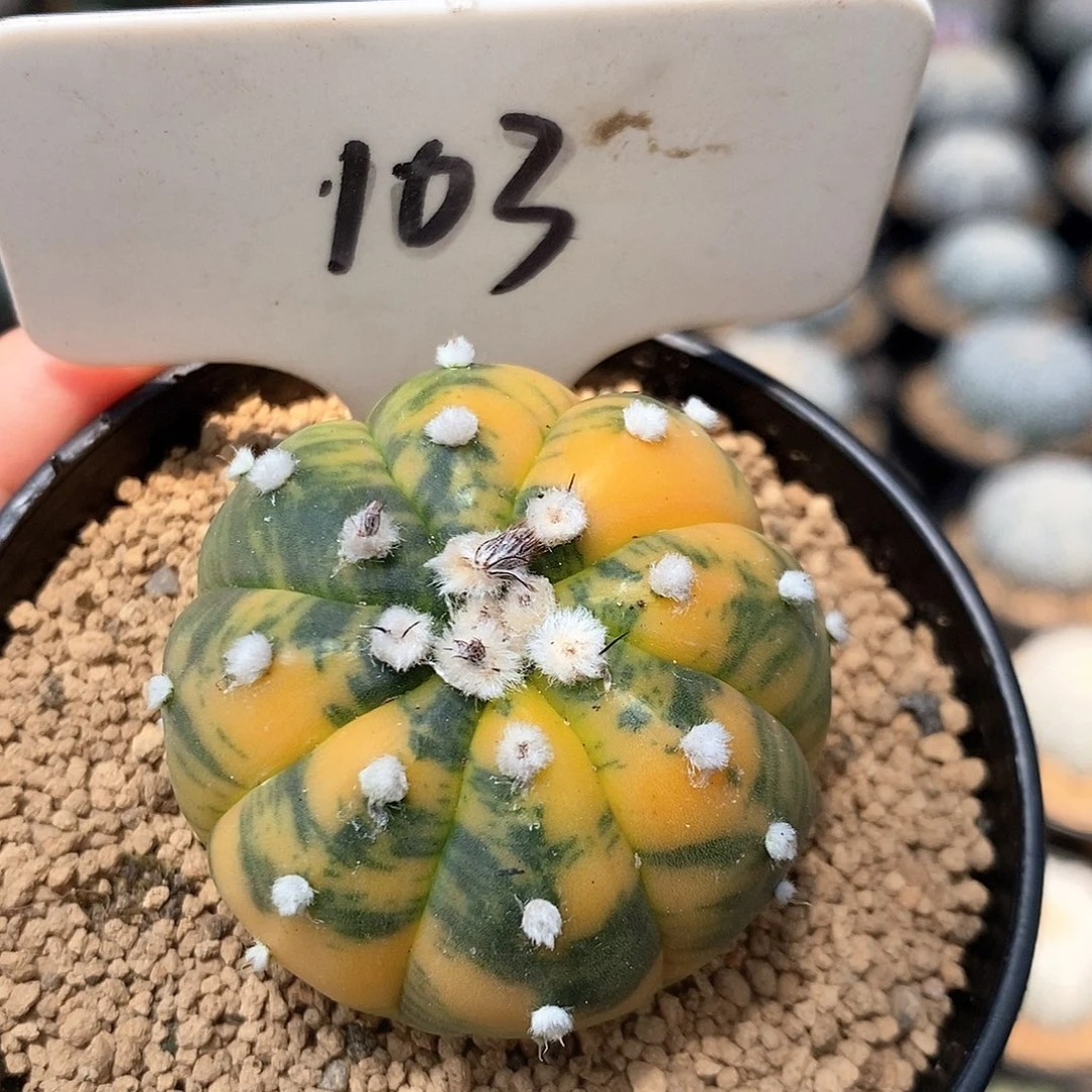 103兜锦系列产品在