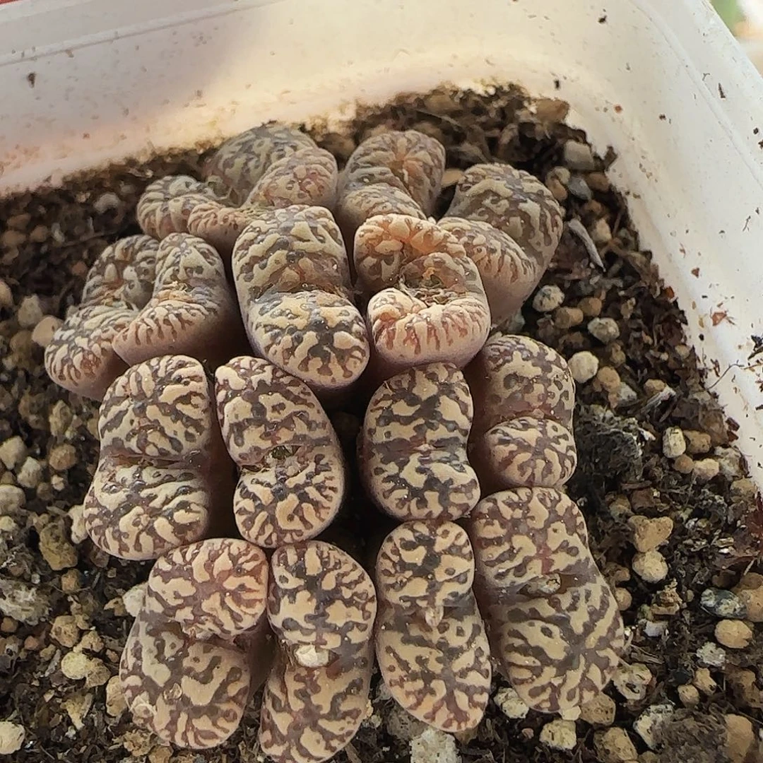 7175 大白多肉植物园