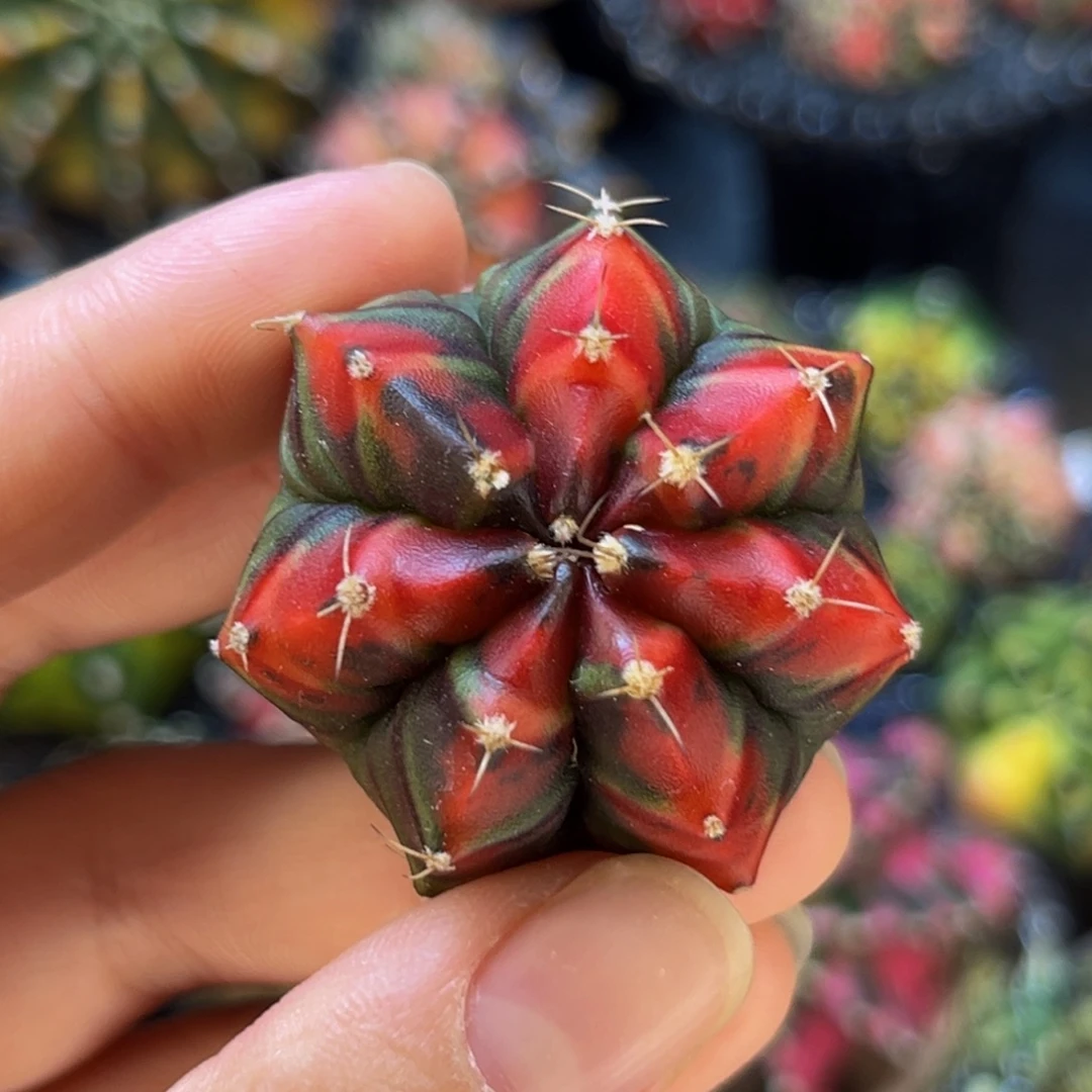 血腥玛丽红 米哈仙人球