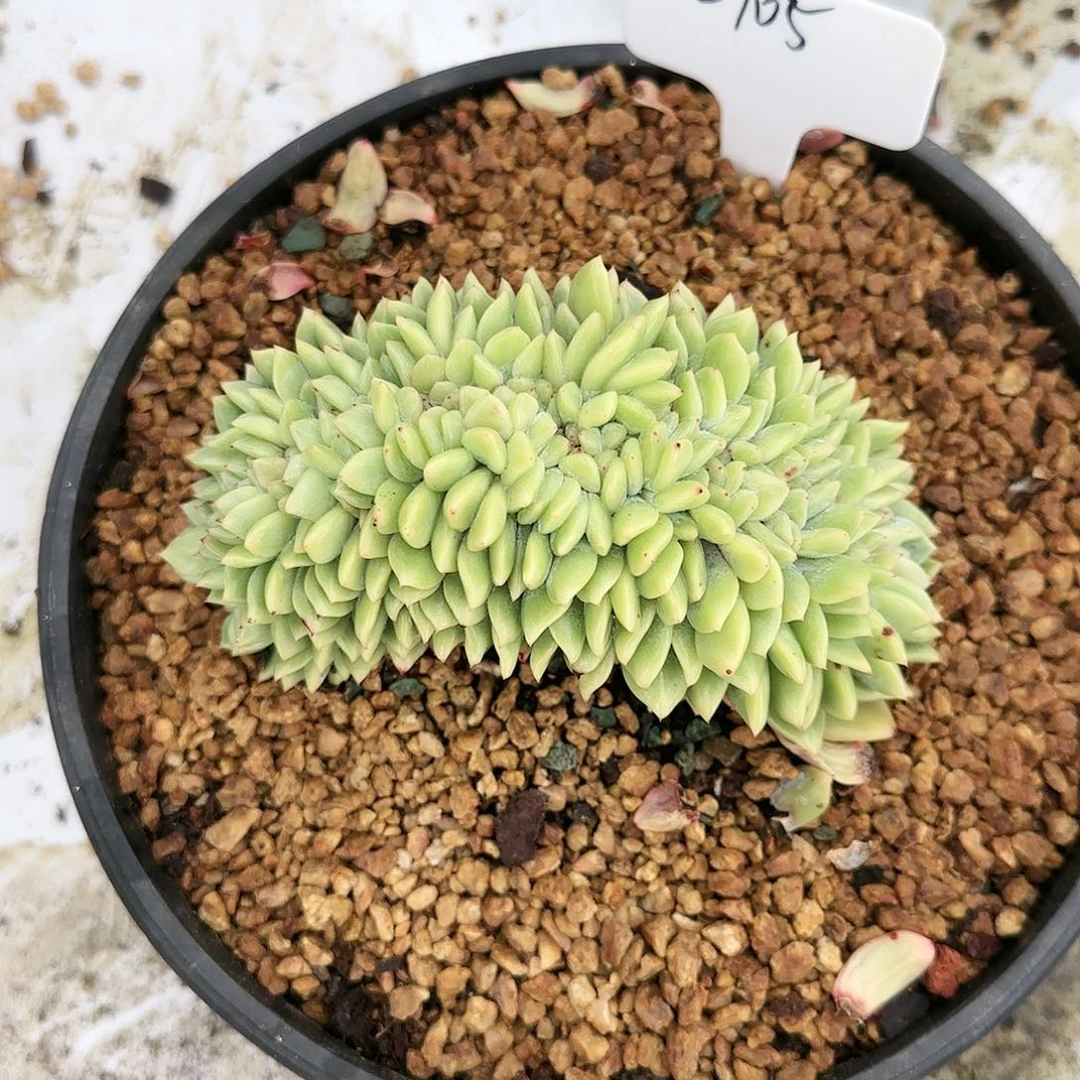 2705号68           肉