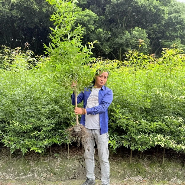 金丝楠木（50公分高-4公分粗）基地直发