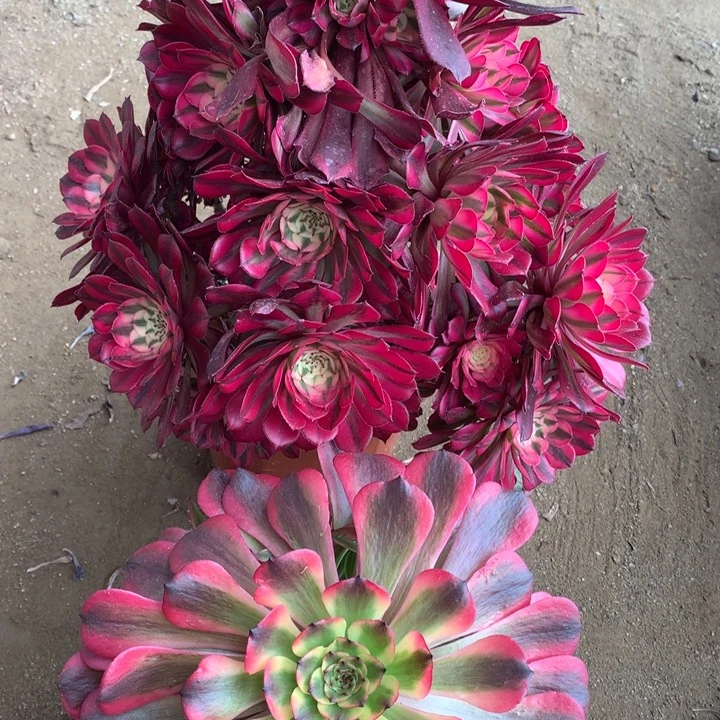 不包损539号红铜粉美姬