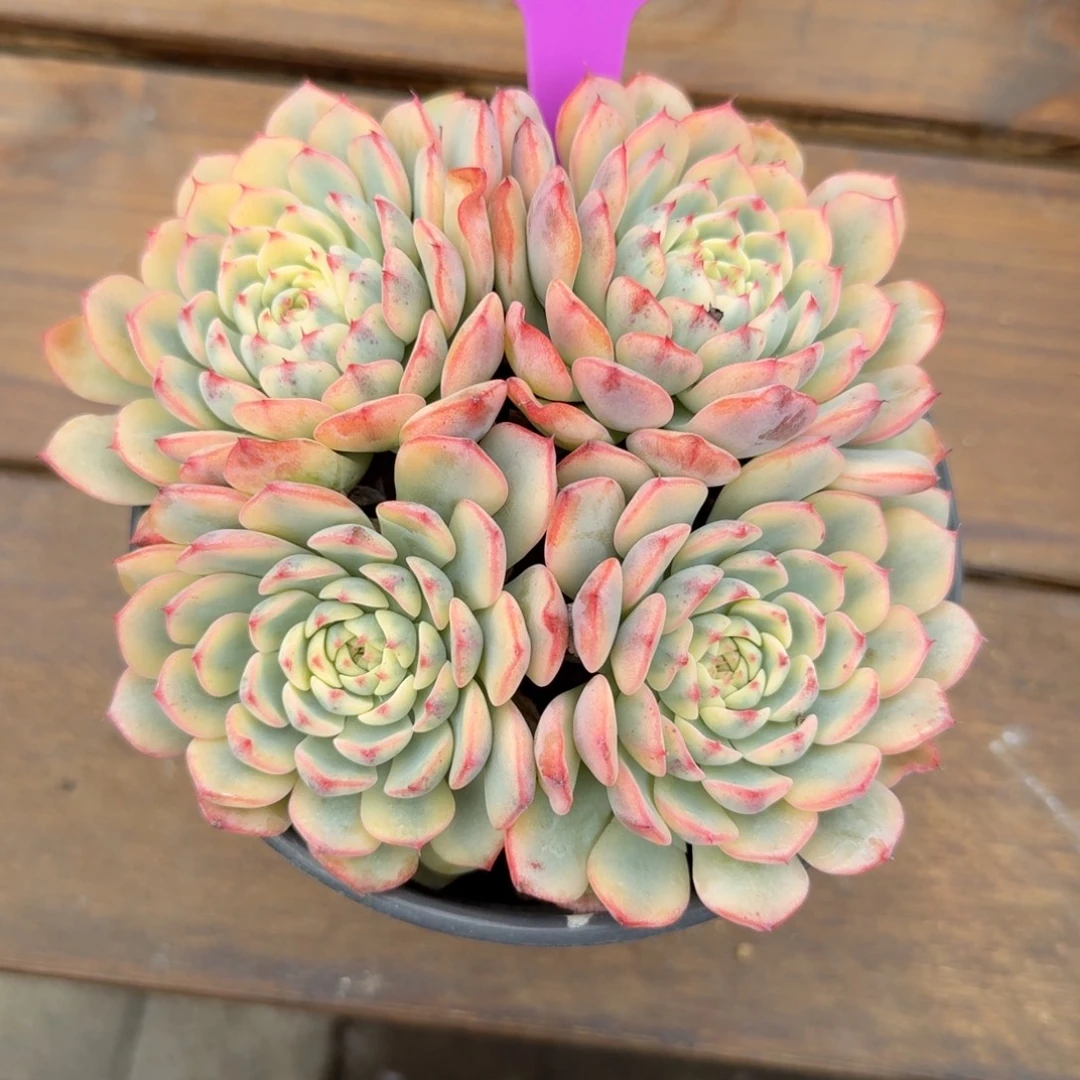 姬莲锦1111111111111111111111