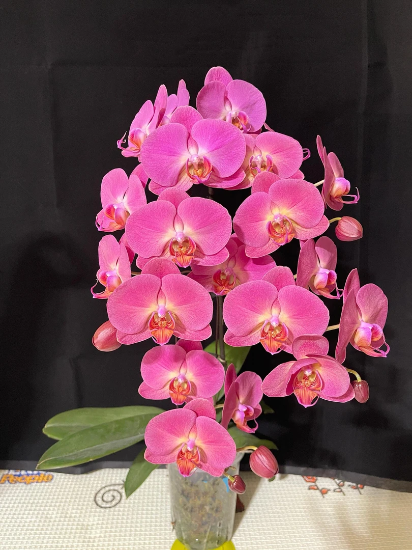 【3.5超大杯玫瑰水晶3花剑蝴蝶兰】高档百日红客厅卧室观赏绿植年宵