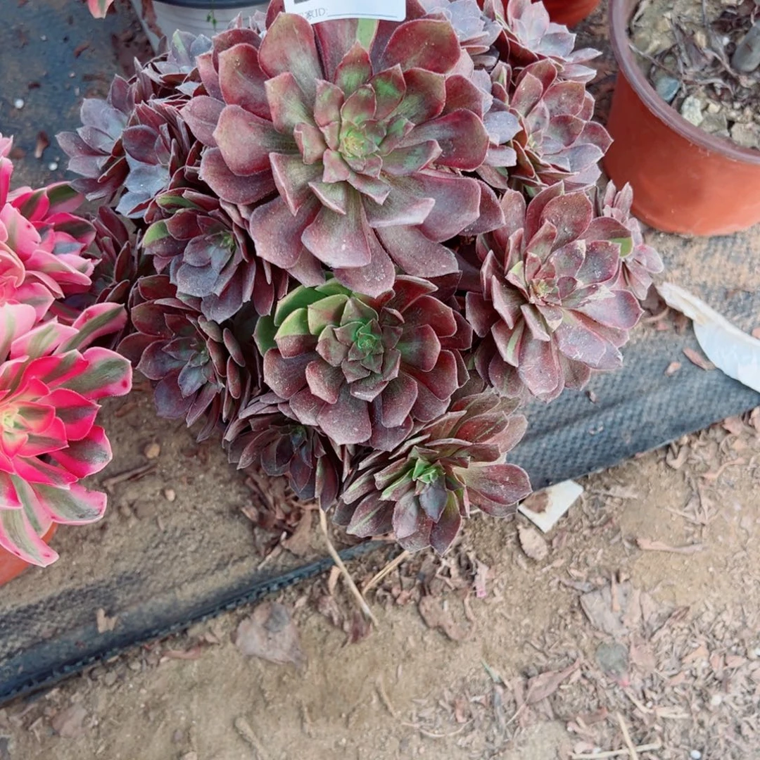 427千面男爵多肉植物法师多肉