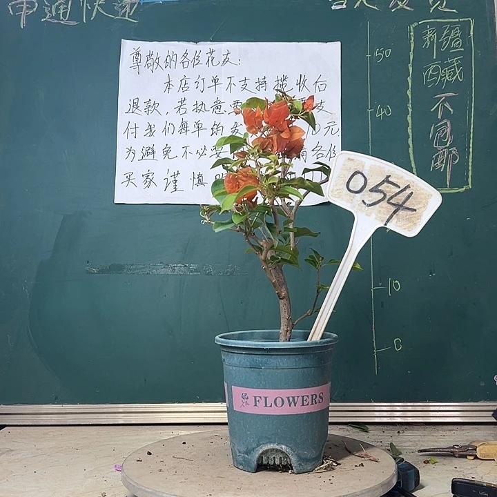 当前无花栽培后可以开花  暗斑夕阳红  054