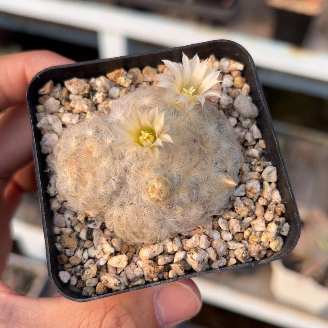 实生白星 脱土发货