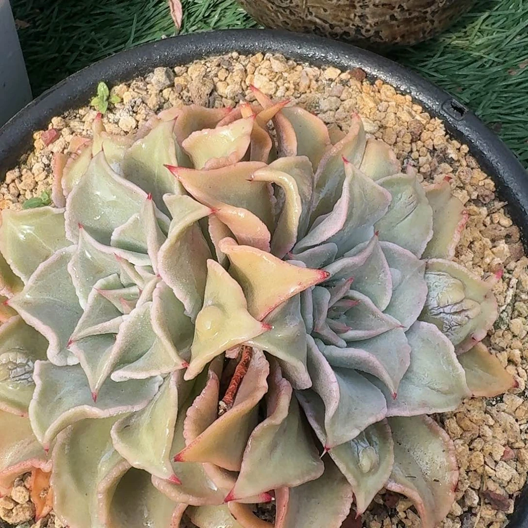 1221一物一拍（满28包邮