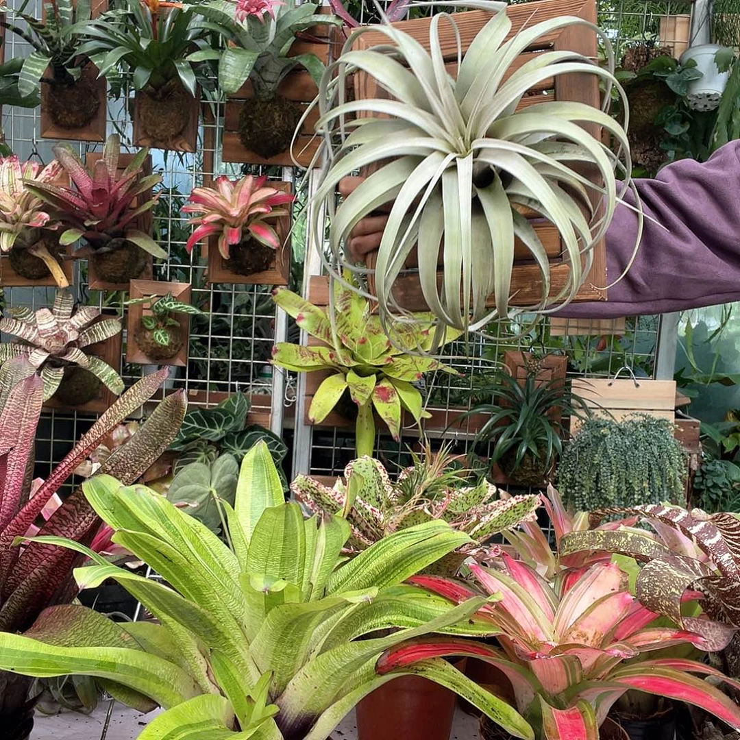 空气凤梨霸王卷福利