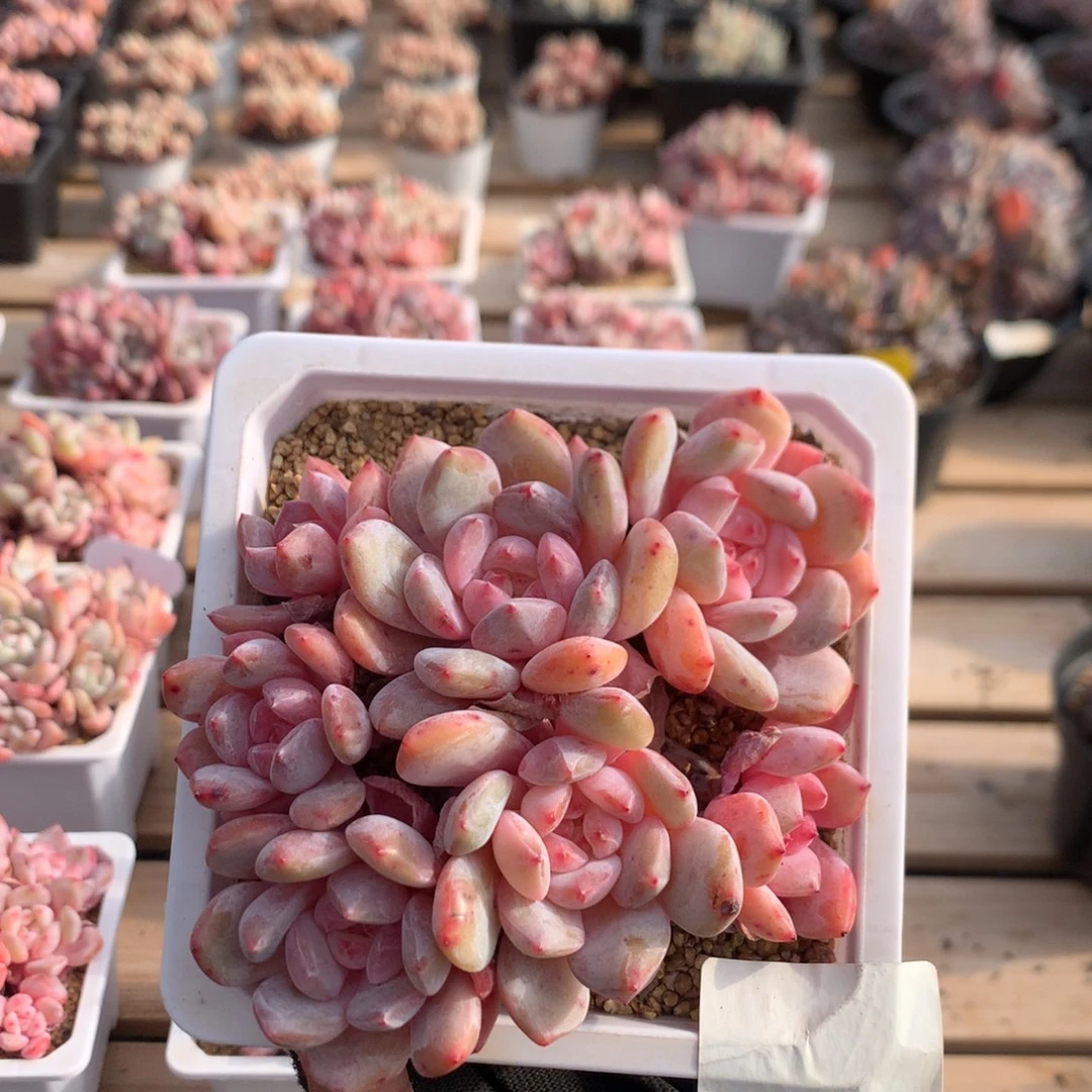 12.5厘米有砍七头溏心橙子 5743