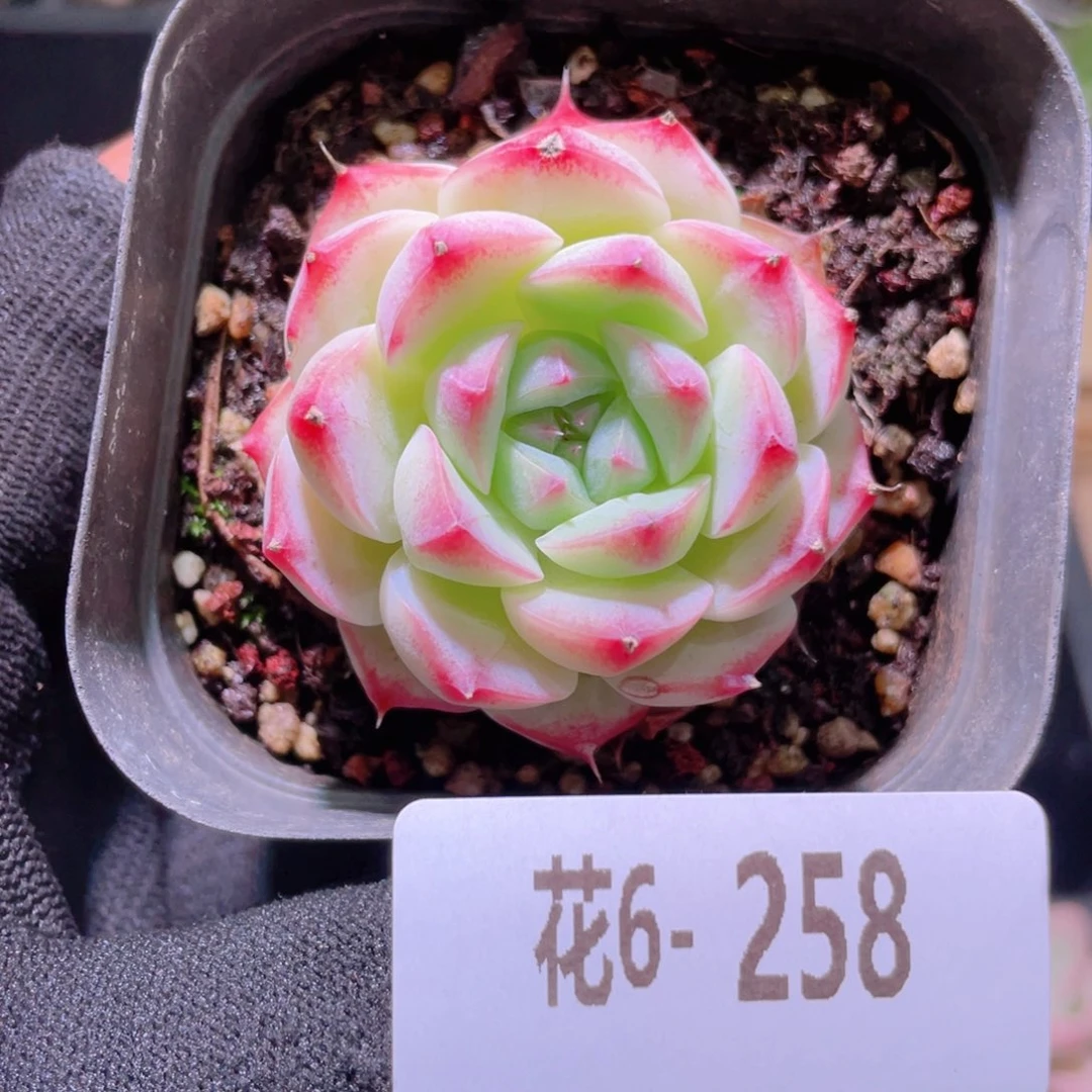 花利美 6-258画扇