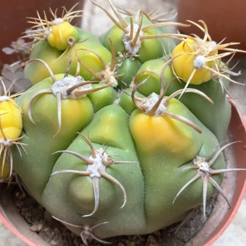 海王锦仙人球40米