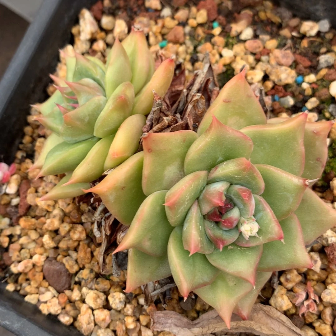 1704杂交精品基地8厘米