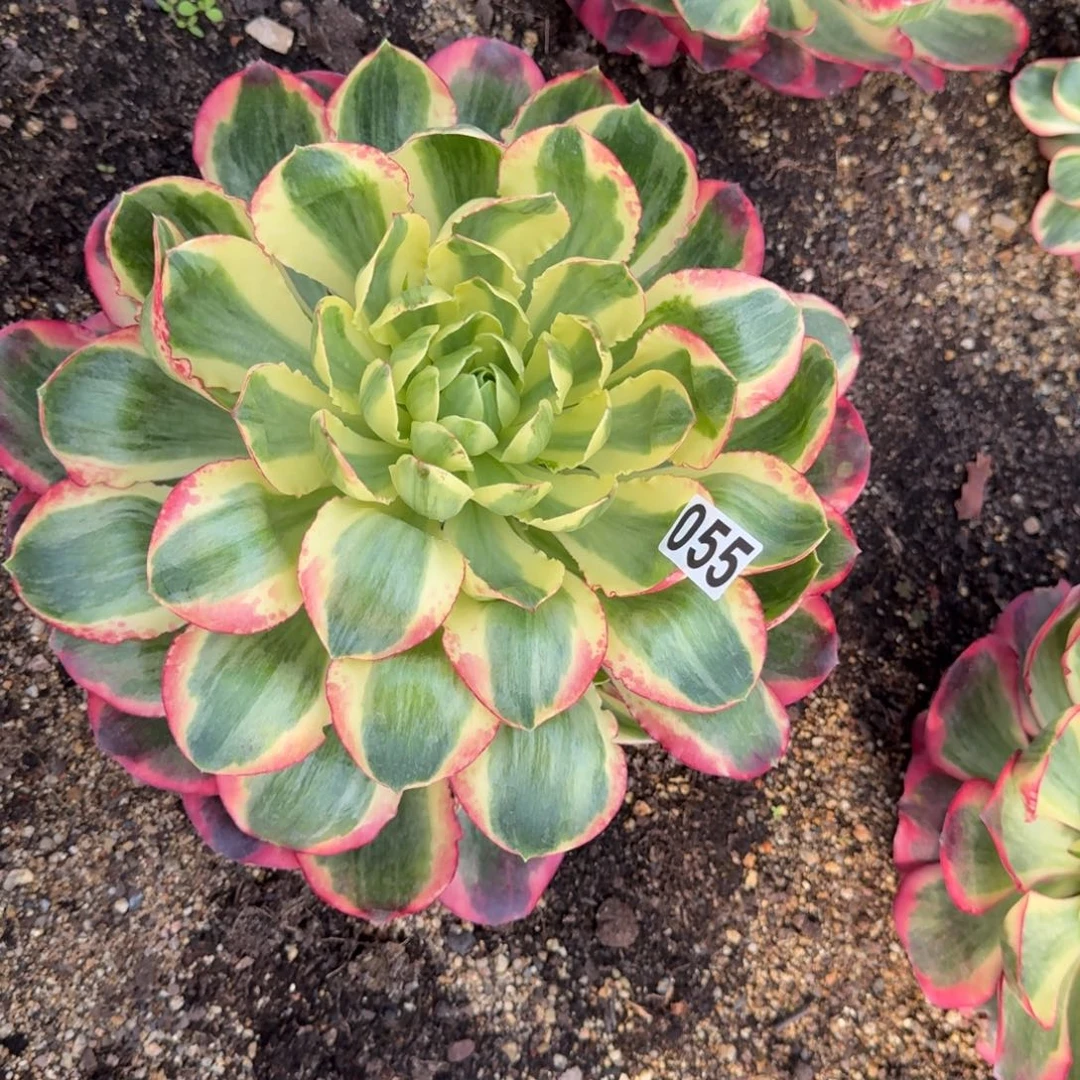 055多肉植物如意多肉