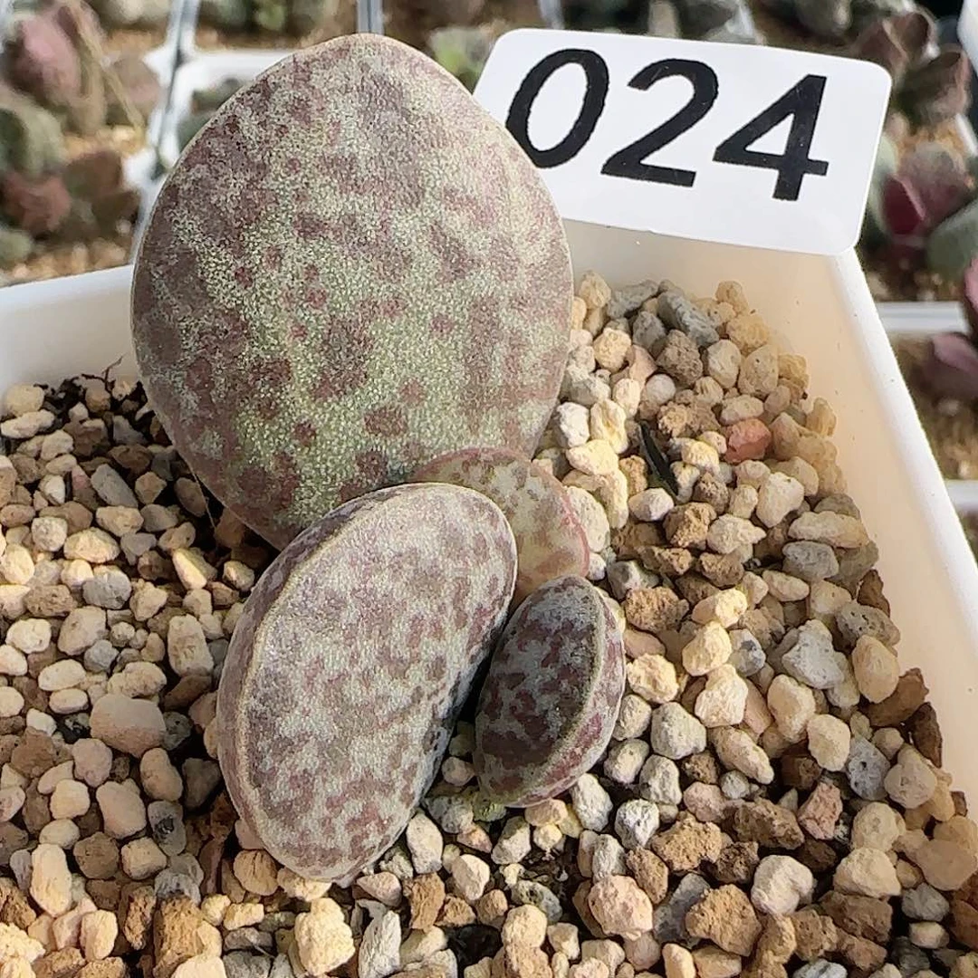 老品种水泡 出售整盆