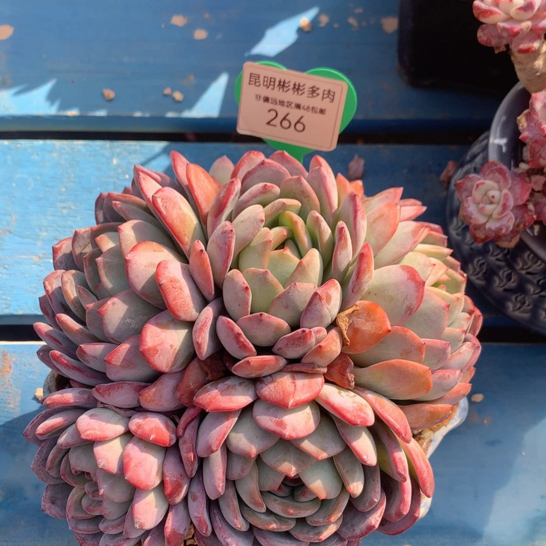 漂**?全明星老桩无砍266