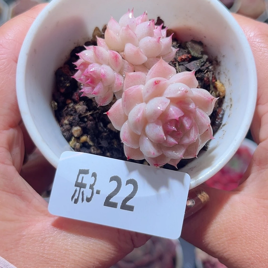 乐3-22 麦秆不包整