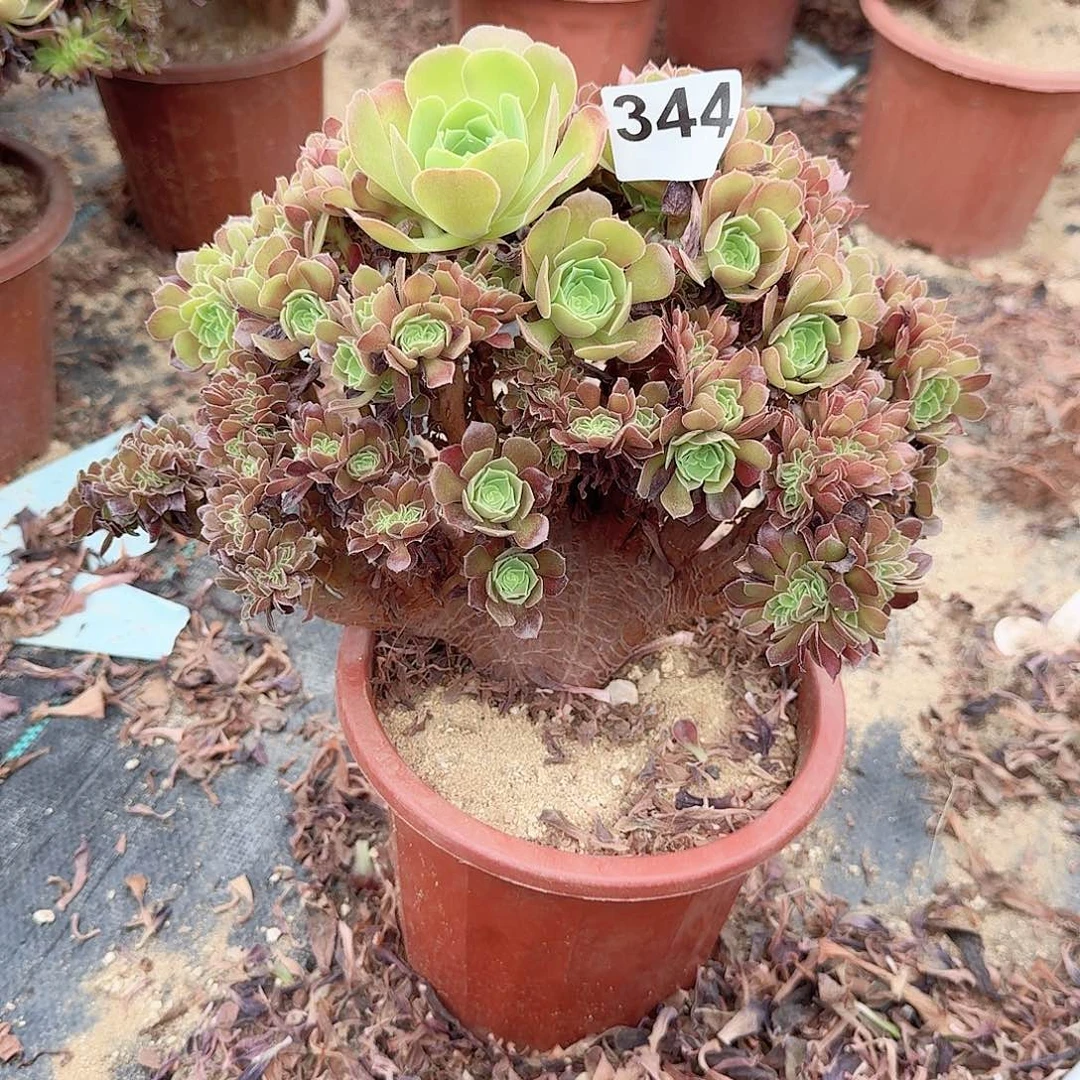 344玫瑰朵朵一颗满28包邮