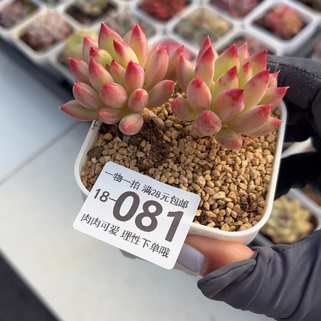 虞美人无盆土发货无盆