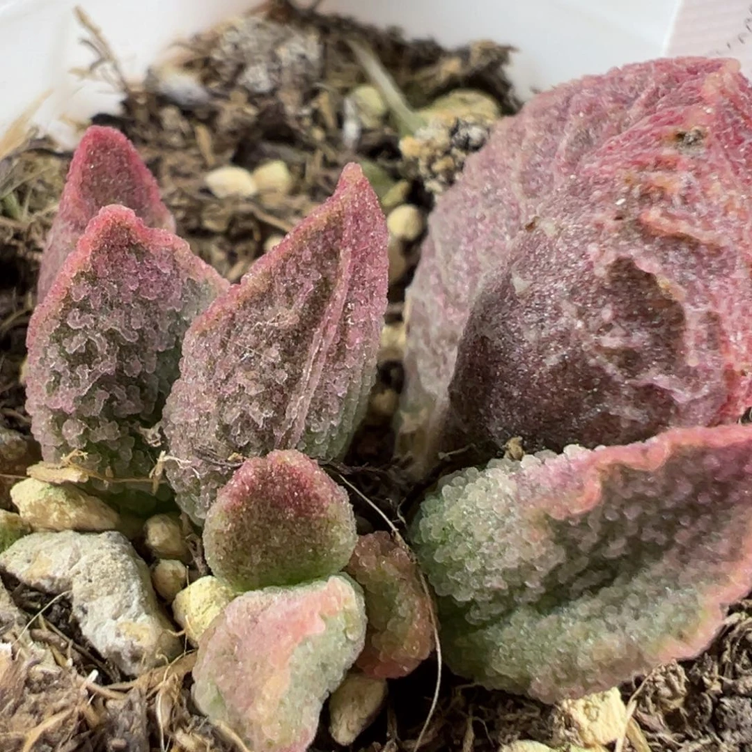 w粉色冰晶颗粒款实生新品