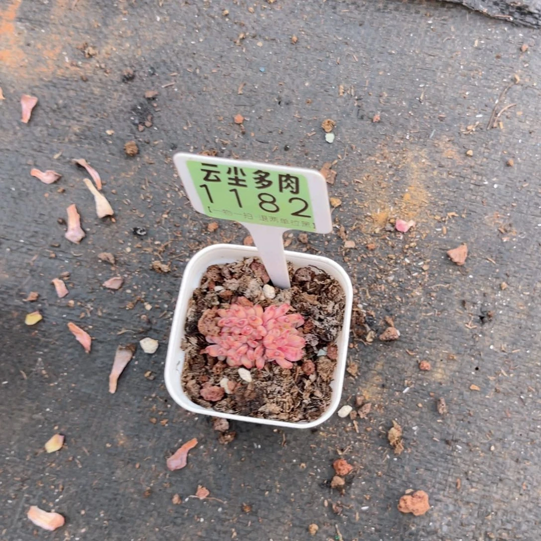 云尘多肉一物一拍1182，