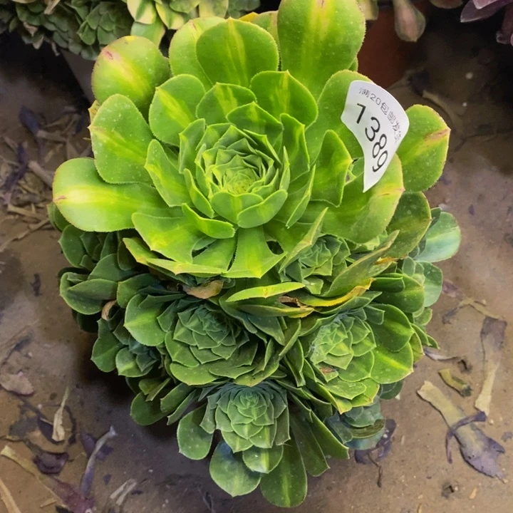 翡翠多肉断头不包1389