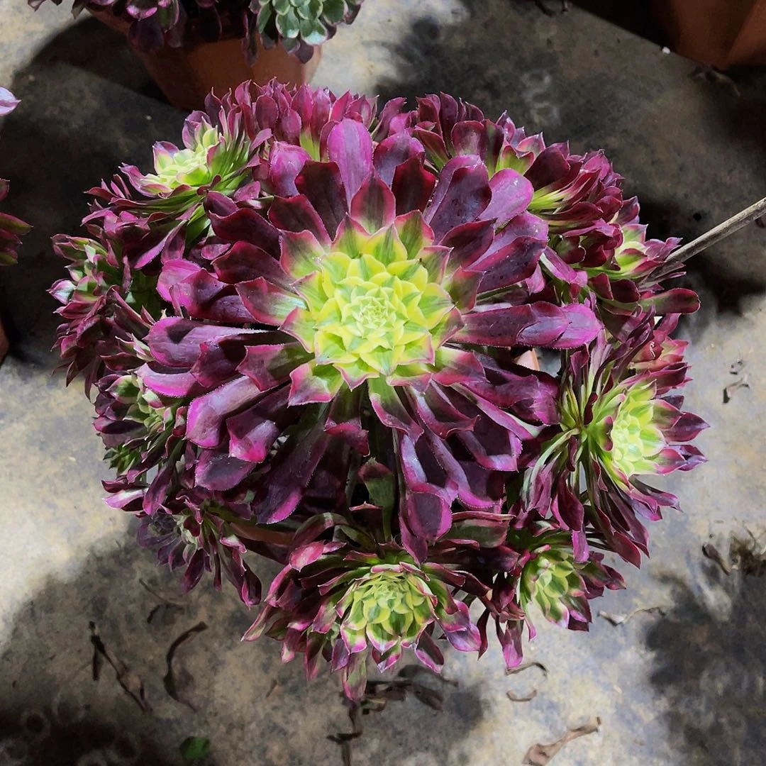 天和888拖土发货