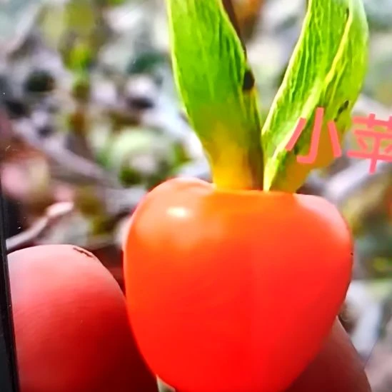 无花朵小苹果根苗