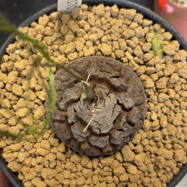 170号龟甲龙带盆包邮不退不换