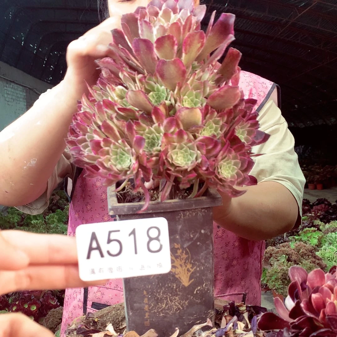 无花朵柒哥多肉法师不包侧断枝518