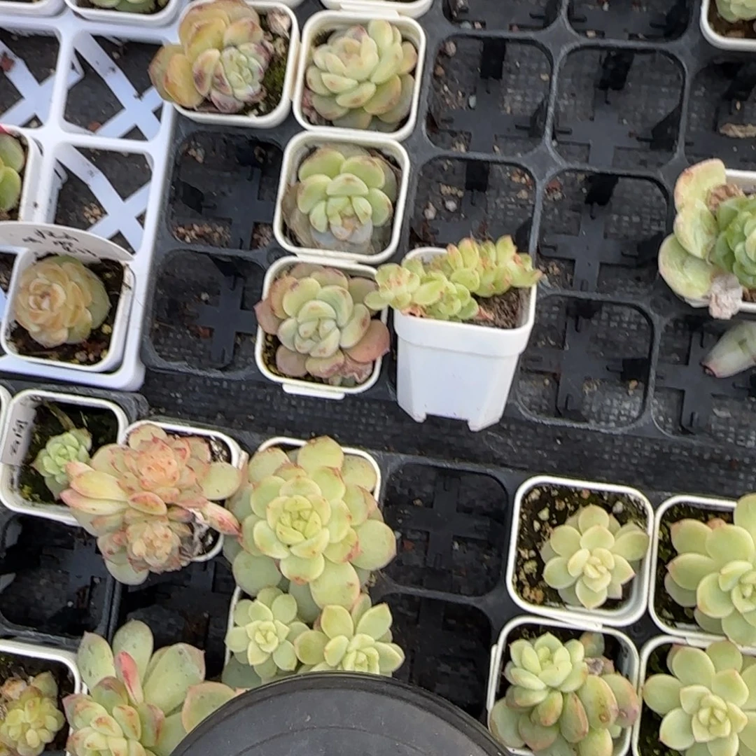 *****831五头20元盆5床一个满25包邮