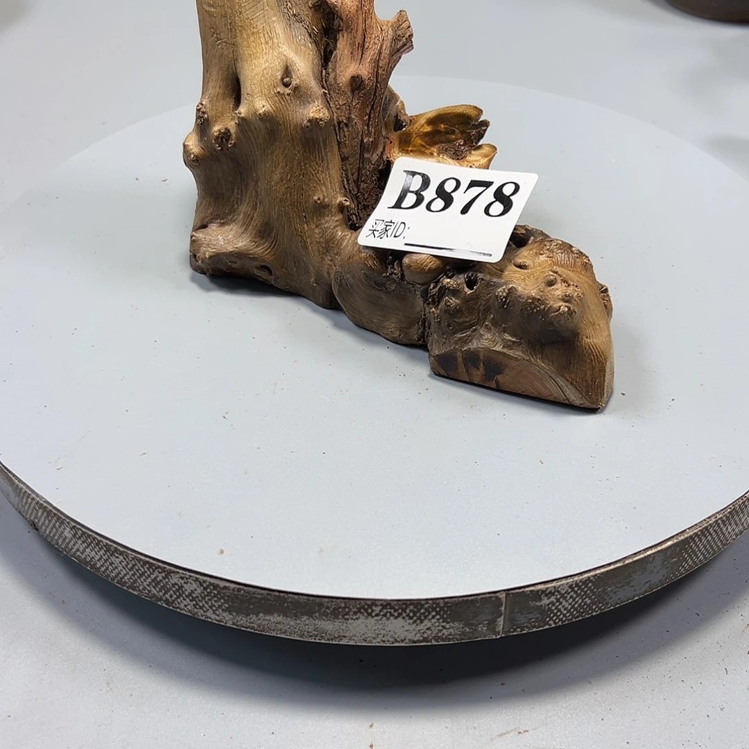 大果紫檀（缅甸花梨）花**手