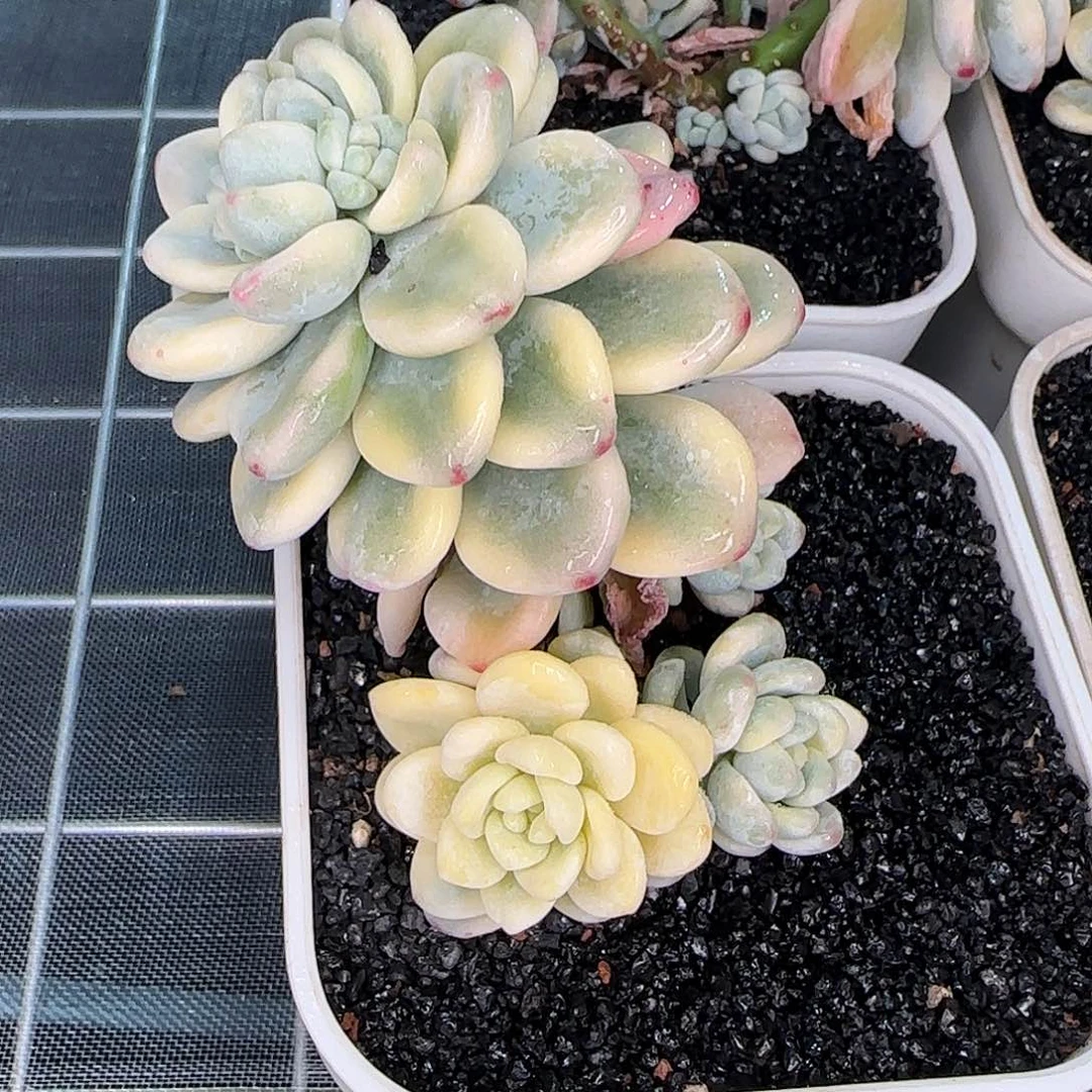 从前慢花园精选劳尔锦