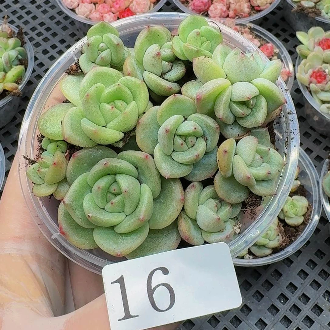 多肉植物多肉植物16