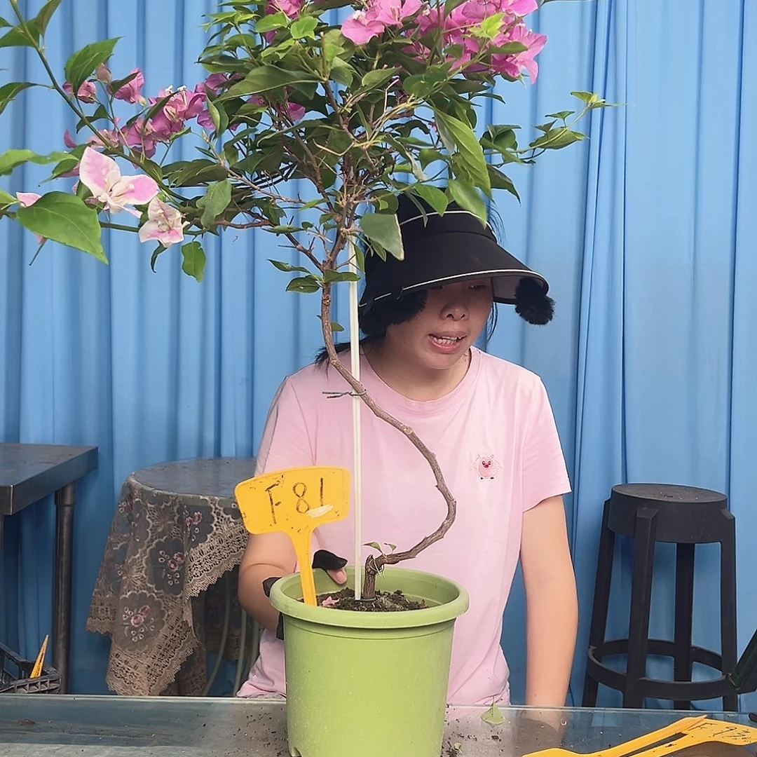 老***乐大部分开放少量花苞F81漳红樱