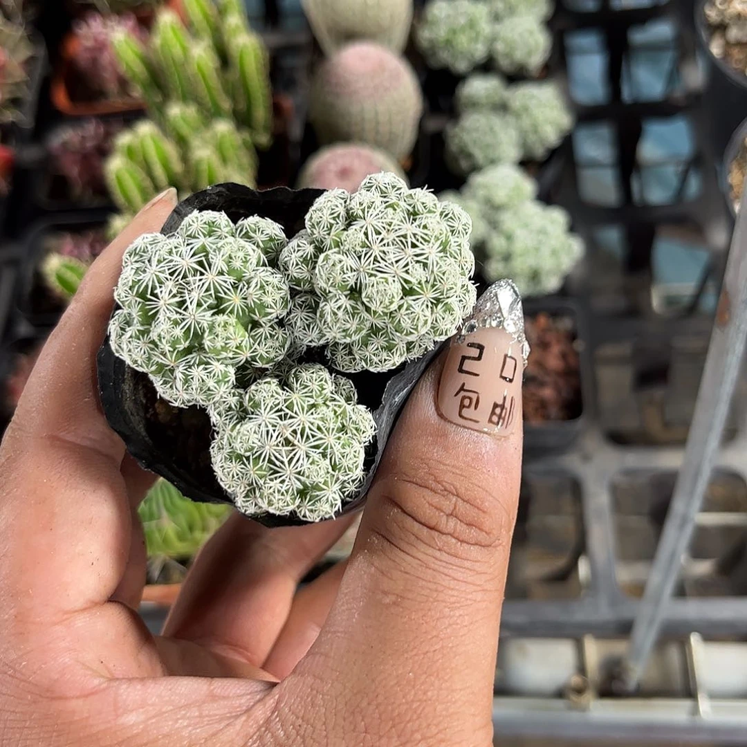 白鸟单头发货有根发货