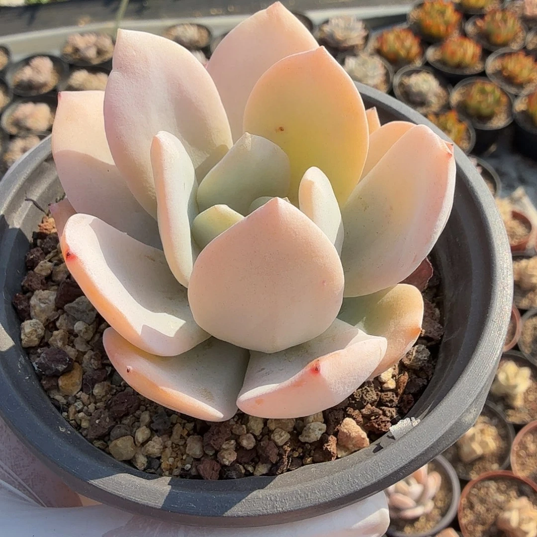 糯米茶，满20包邮