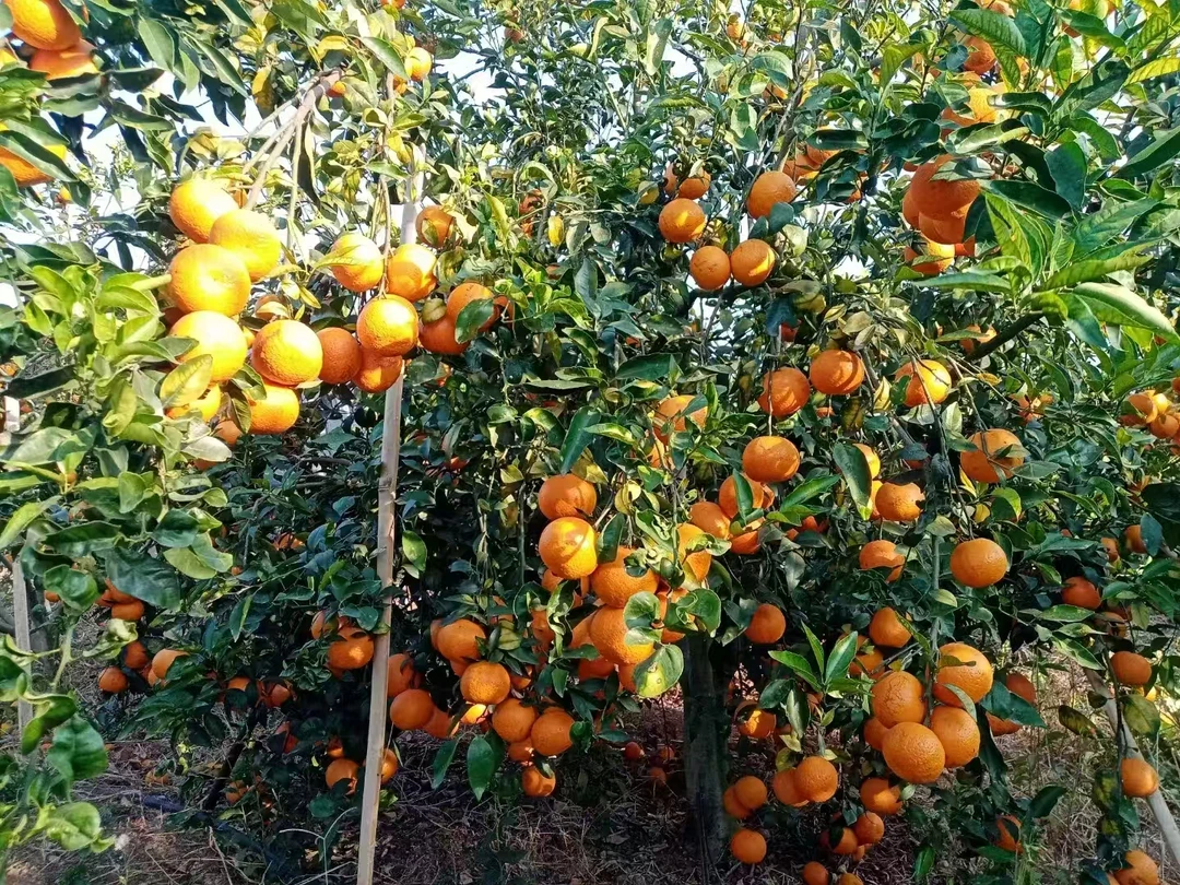 边境大集现收沃柑