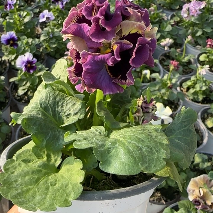 羽***飞无花朵角堇小苗一物一拍