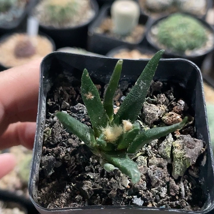 龙舌兰牡丹实生仙人球