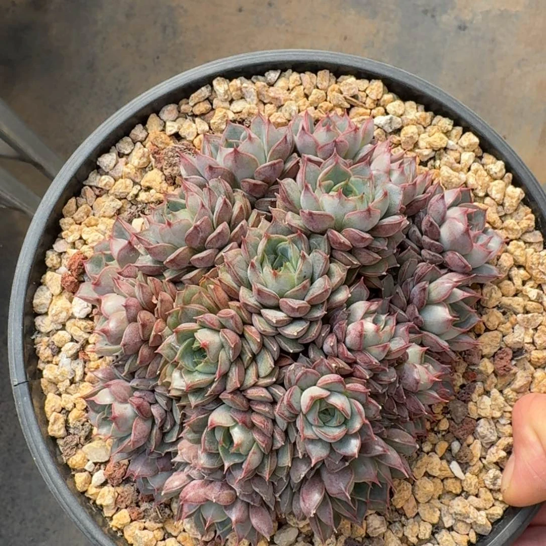 17厘米的尺寸一物一拍的