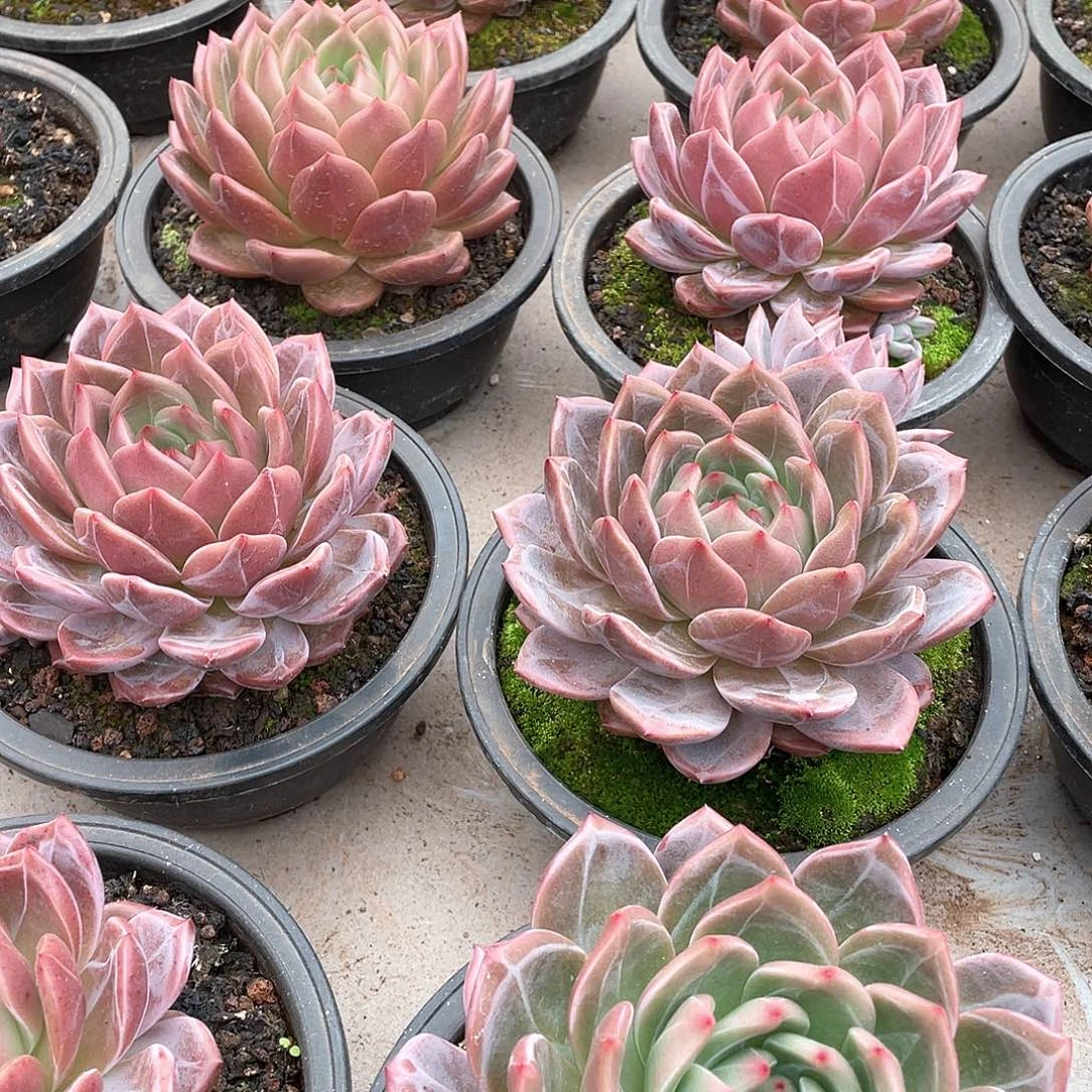 Q橙香槟单头15厘米可挑