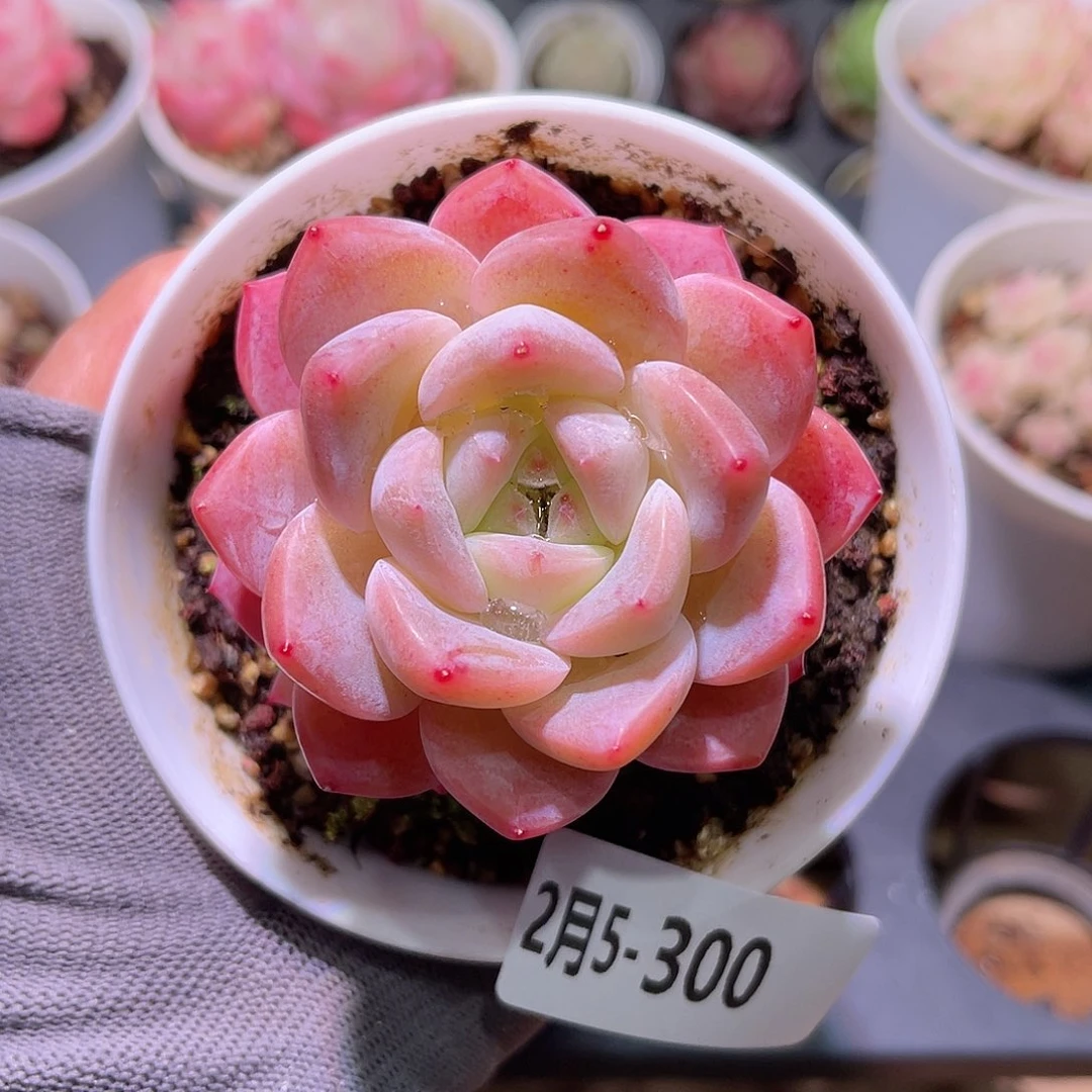 花05-300刚毅单头