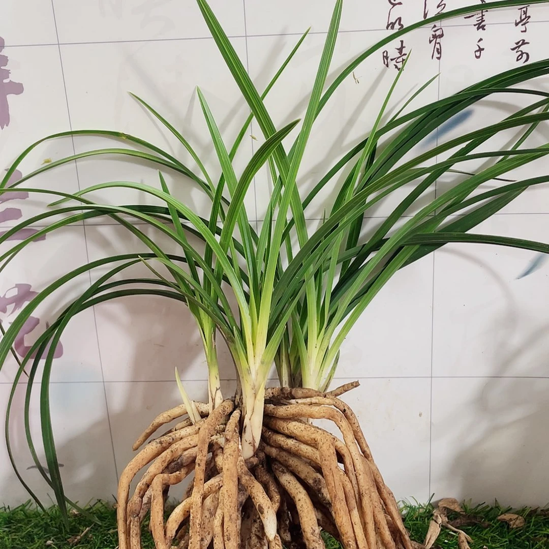 顺***舟完全开放兰花兰花