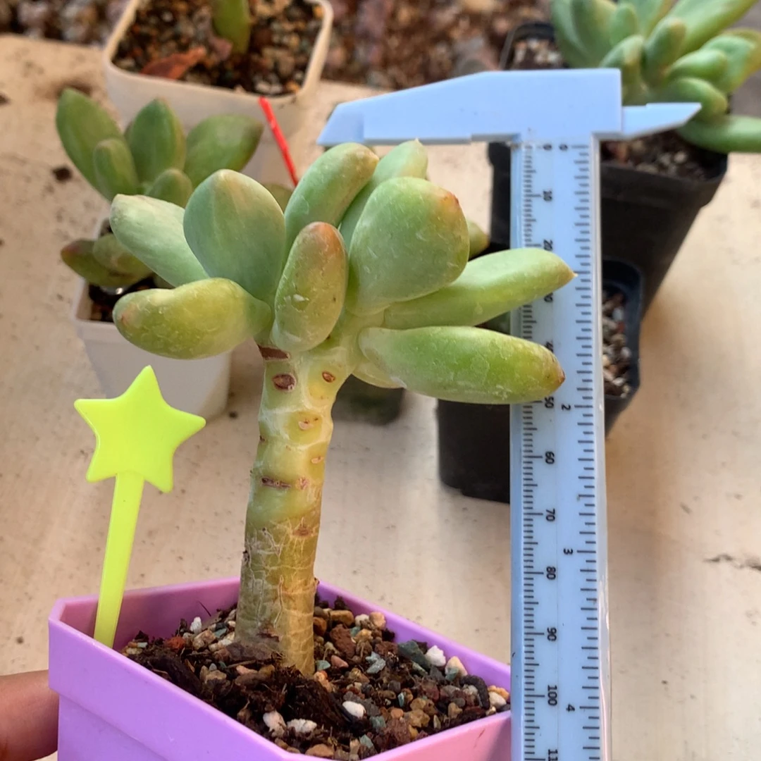 王***人乌里韦亚 小书肉奶酪多肉