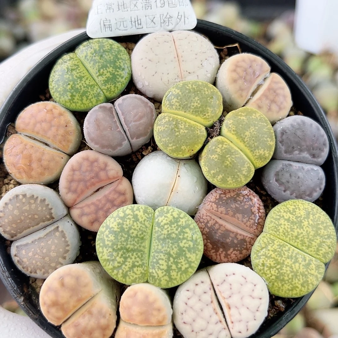 4591 好养易混生石花大母本9cm盆